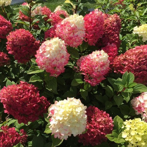 'Little Lime Punch' Panicle Hydrangea from Proven Winners