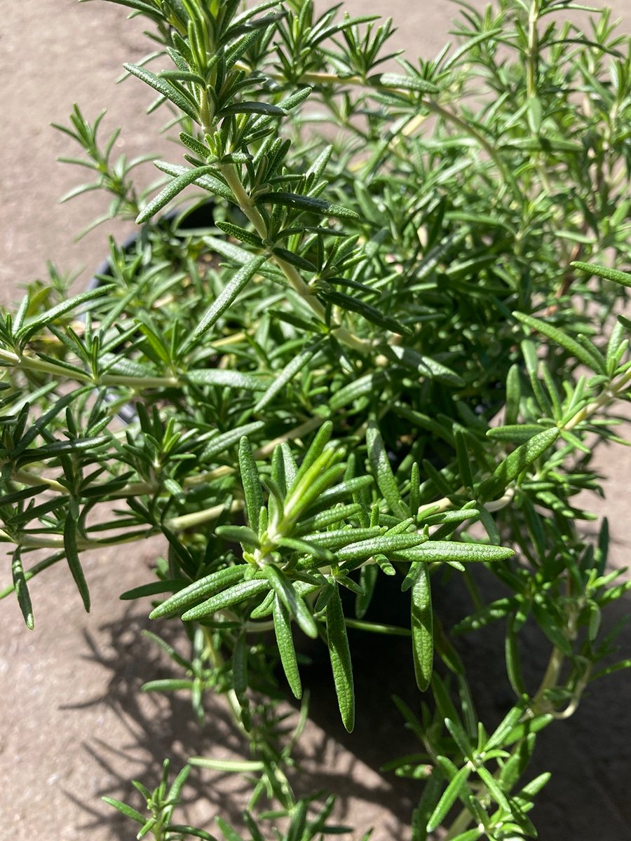 Creeping Rosemary 'Irene' groundcover