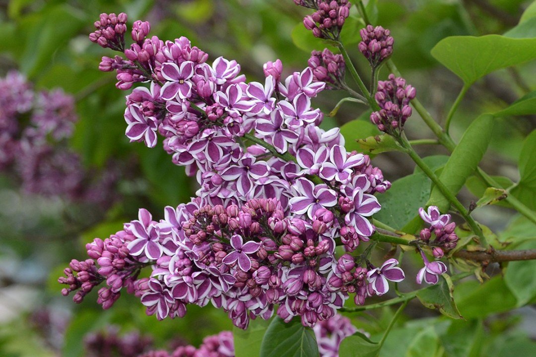 Syringa Sensation