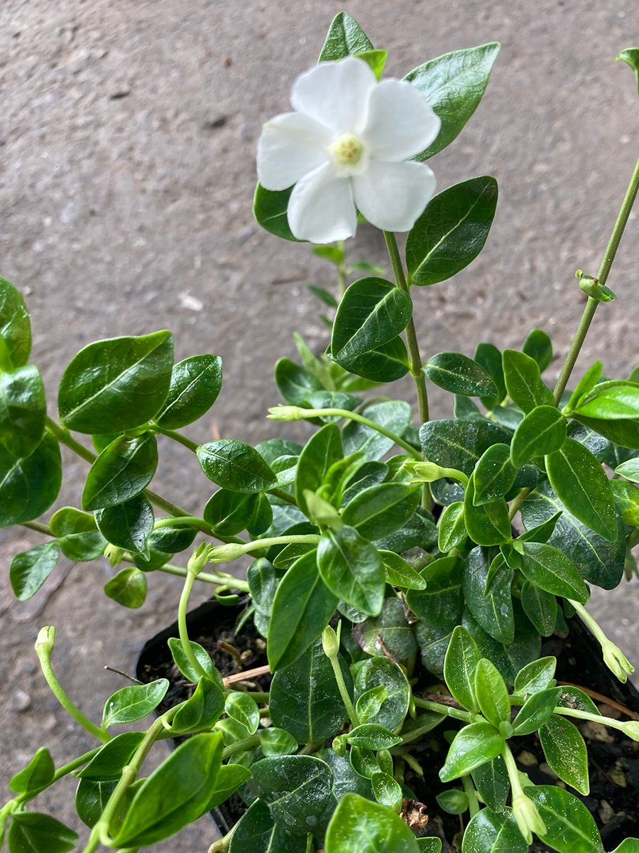 Vinca minor 'Alba' White Periwinkle groundcover
