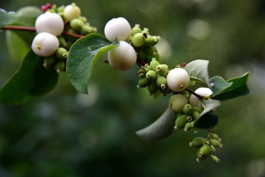 snowberry