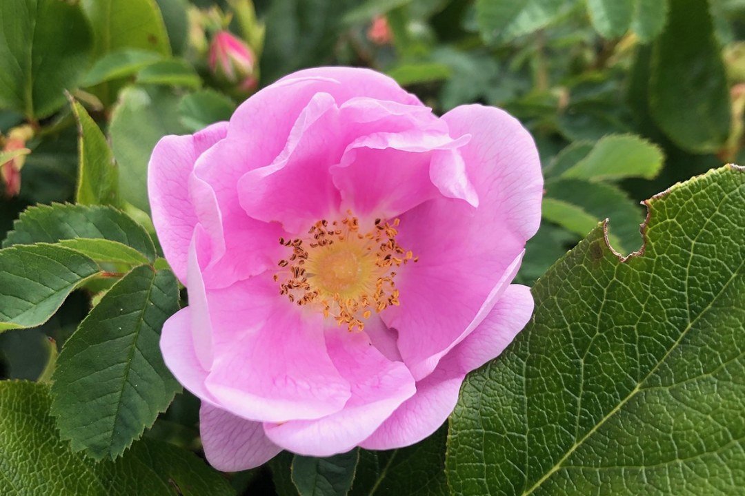 Nootka rose
