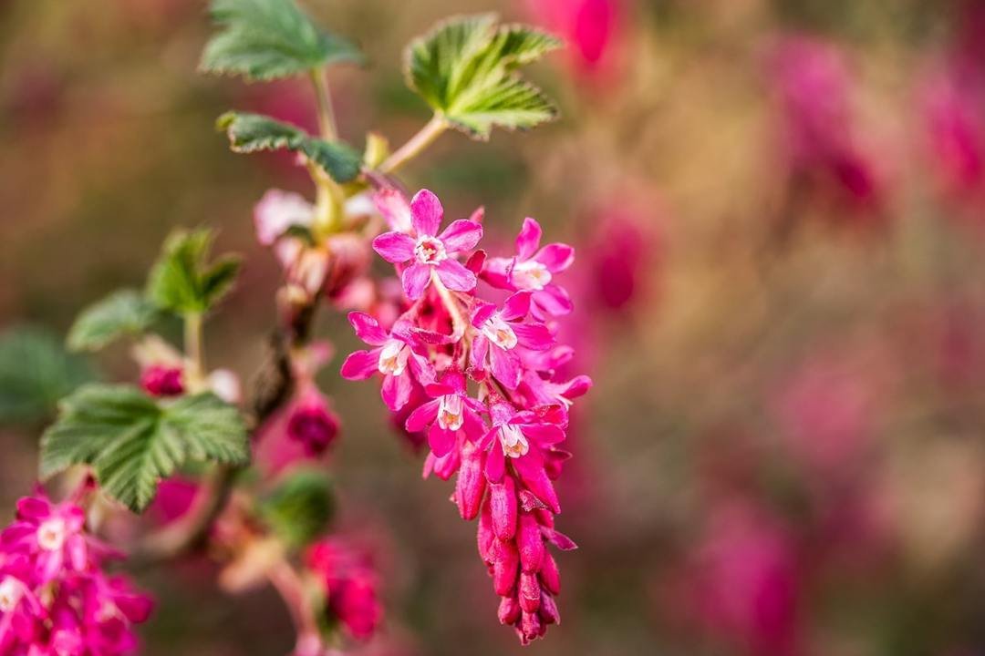 red flowering currant