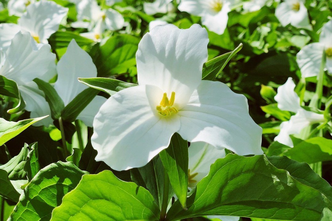 Pacific Coast Trillium