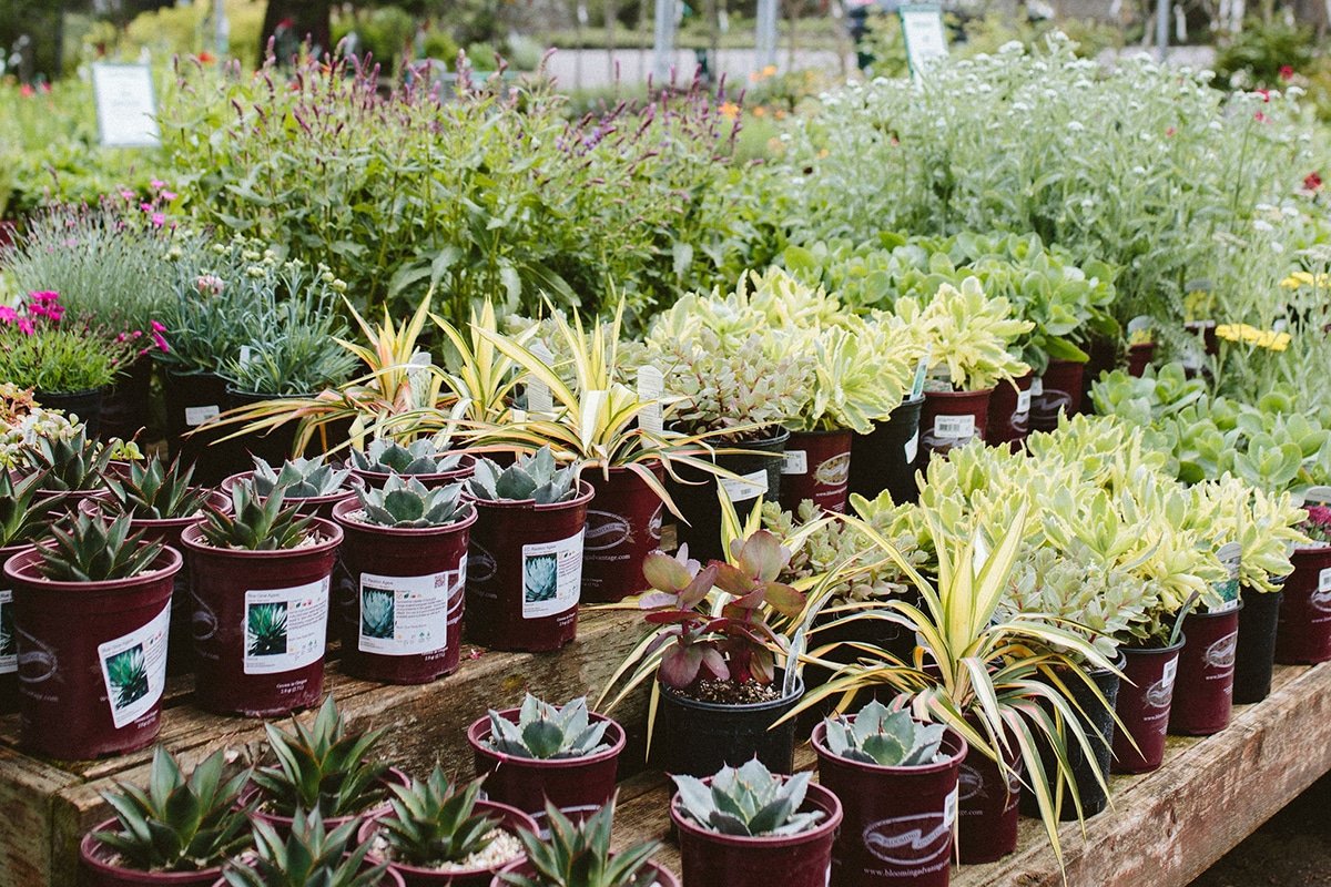 drought tolerant plants for xeriscaping at Dennis' 7 Dees garden centers