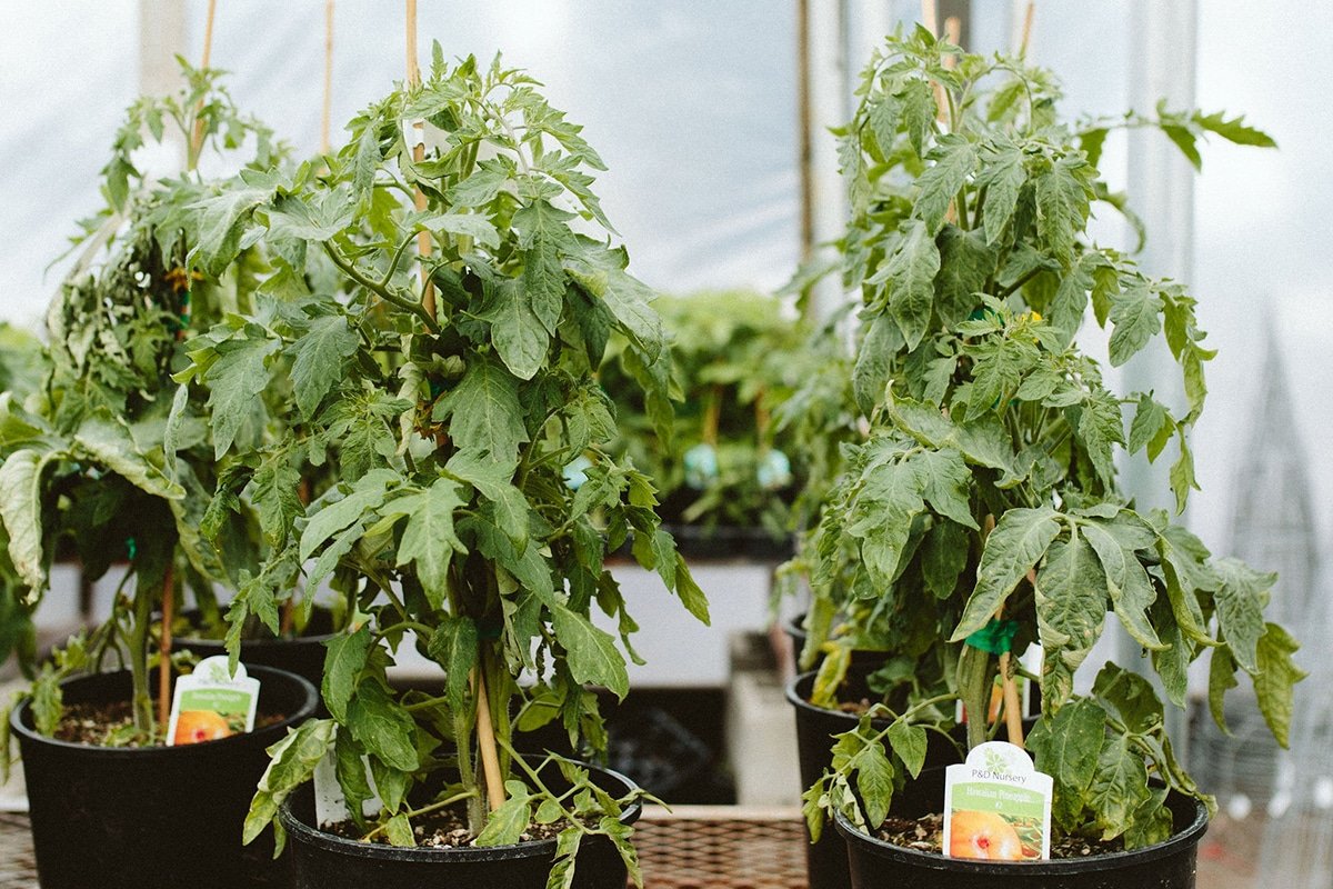tomato plants in pots