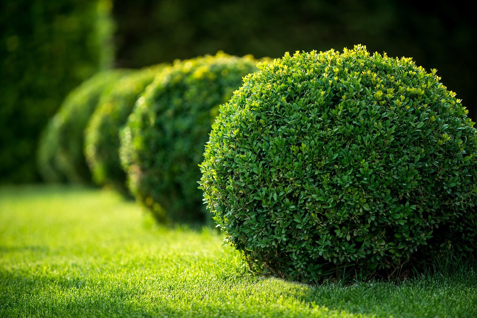 How to Use Boxwood in Your Garden