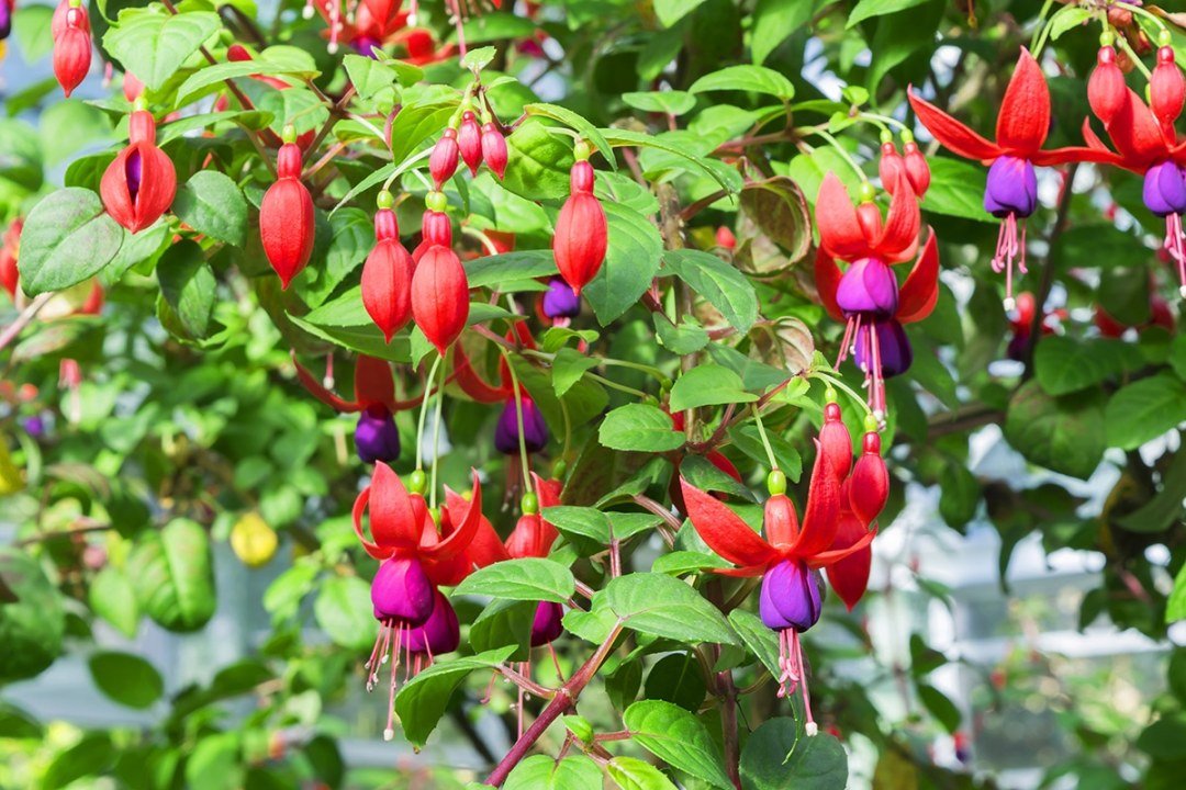 Fuchsia magellanica hardy fuchsia flowers
