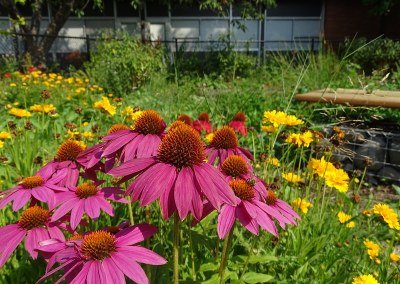 coneflowers and other flowers for biodiversity and pollinators