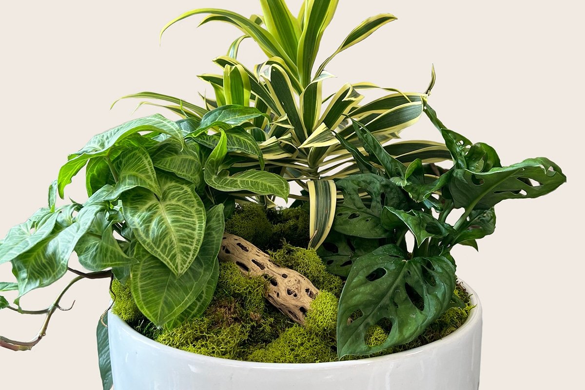 Living Arrangements With Indoor Plants