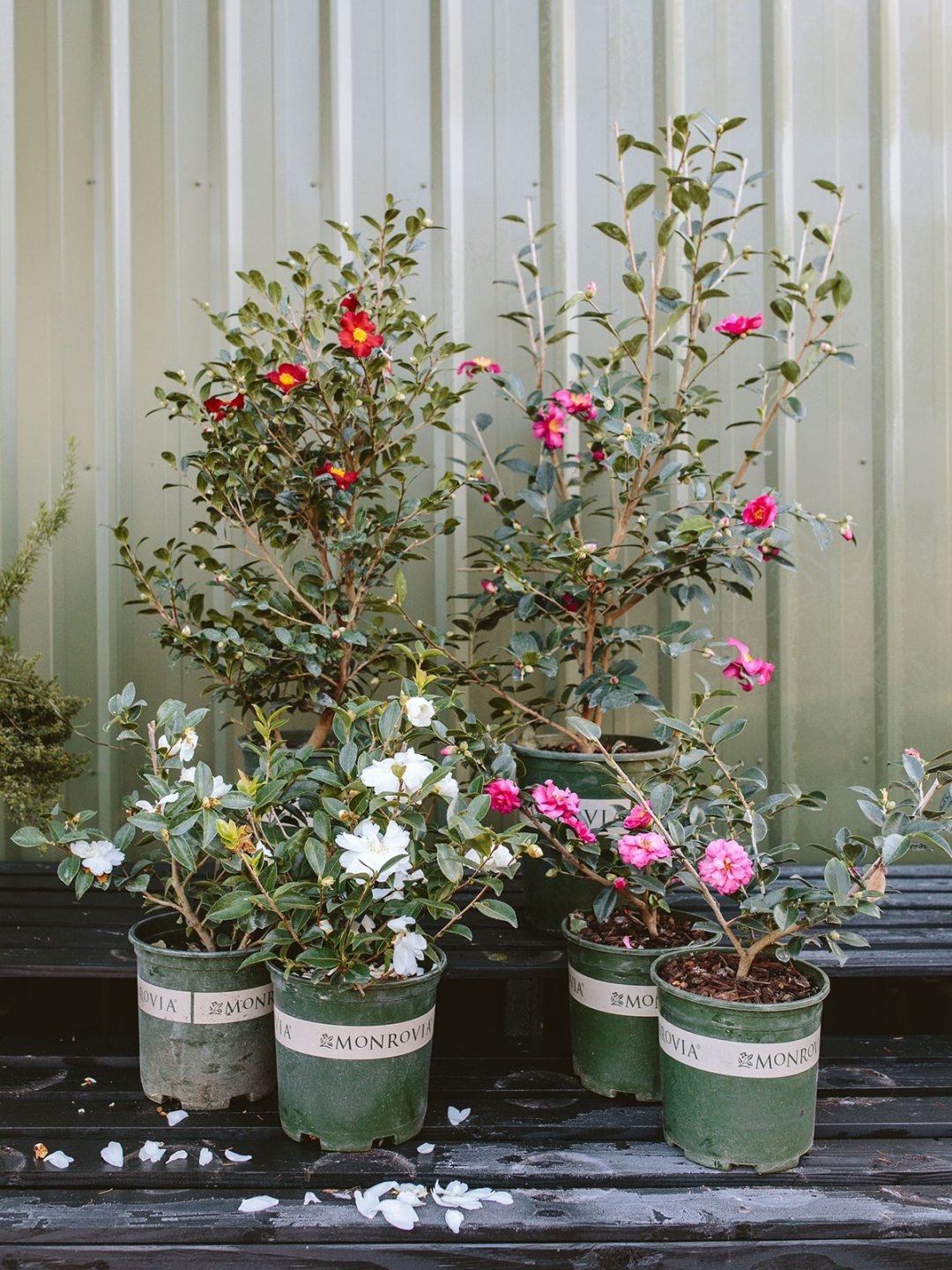 Sasanqua Camellias Potted Winter Camellias