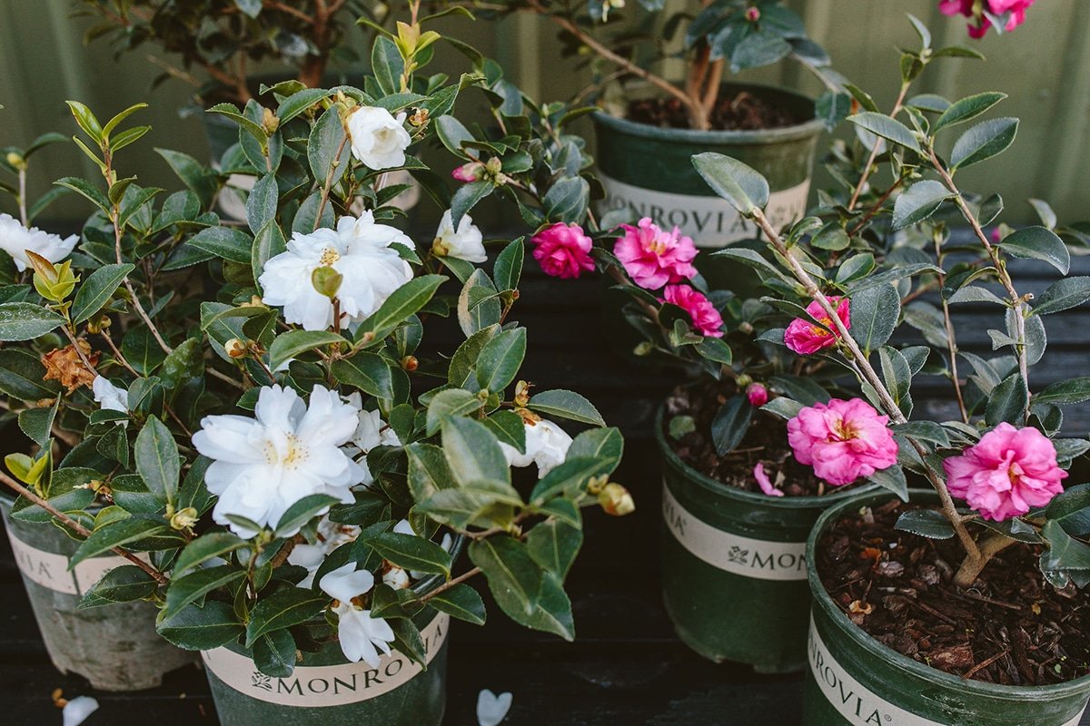 Winter-Blooming Camellias: Cold-Season Color for Pacific Northwest Gardens