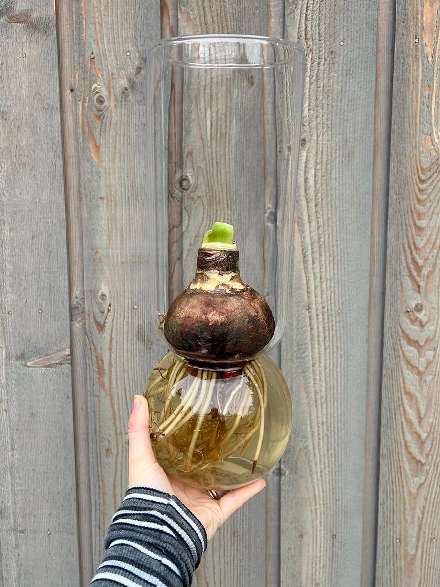 amaryllis bulb in forcing vase showing roots