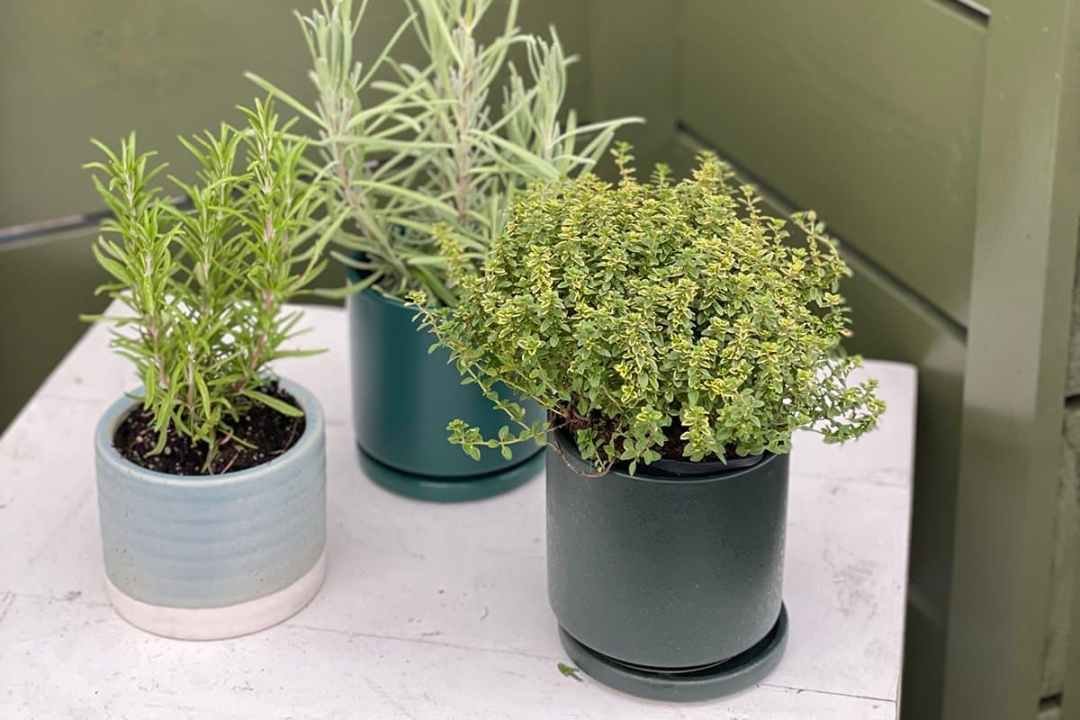 assorted herbs in cache pots