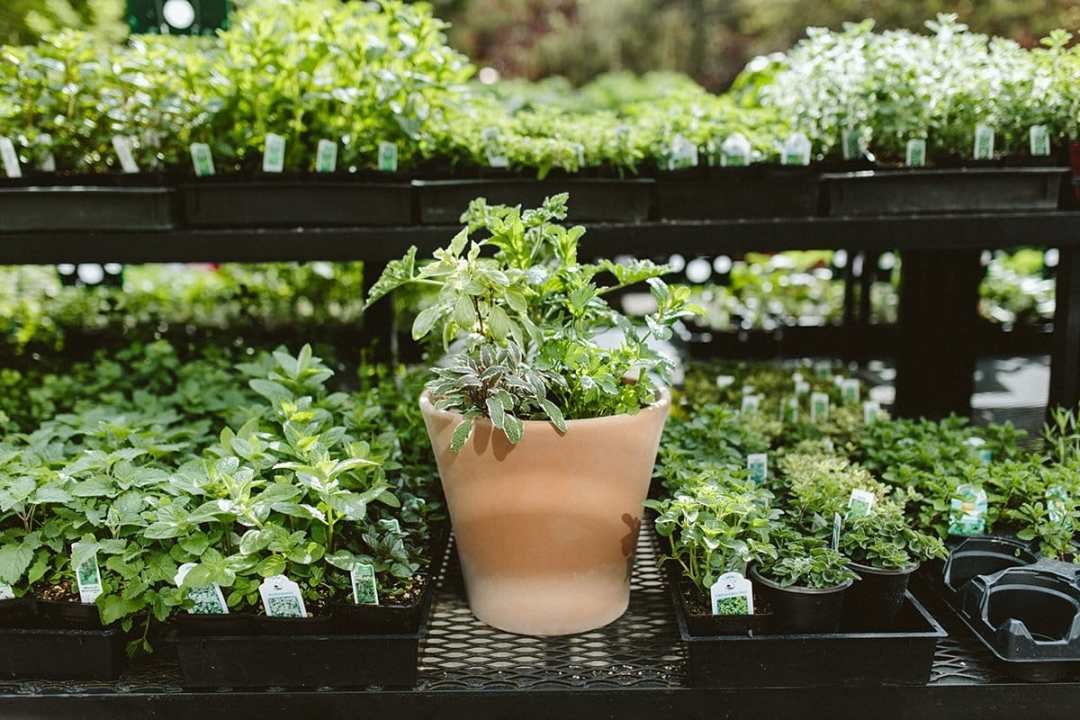 assorted herbs planted in a pot at Dennis' 7 Dees Garden Center
