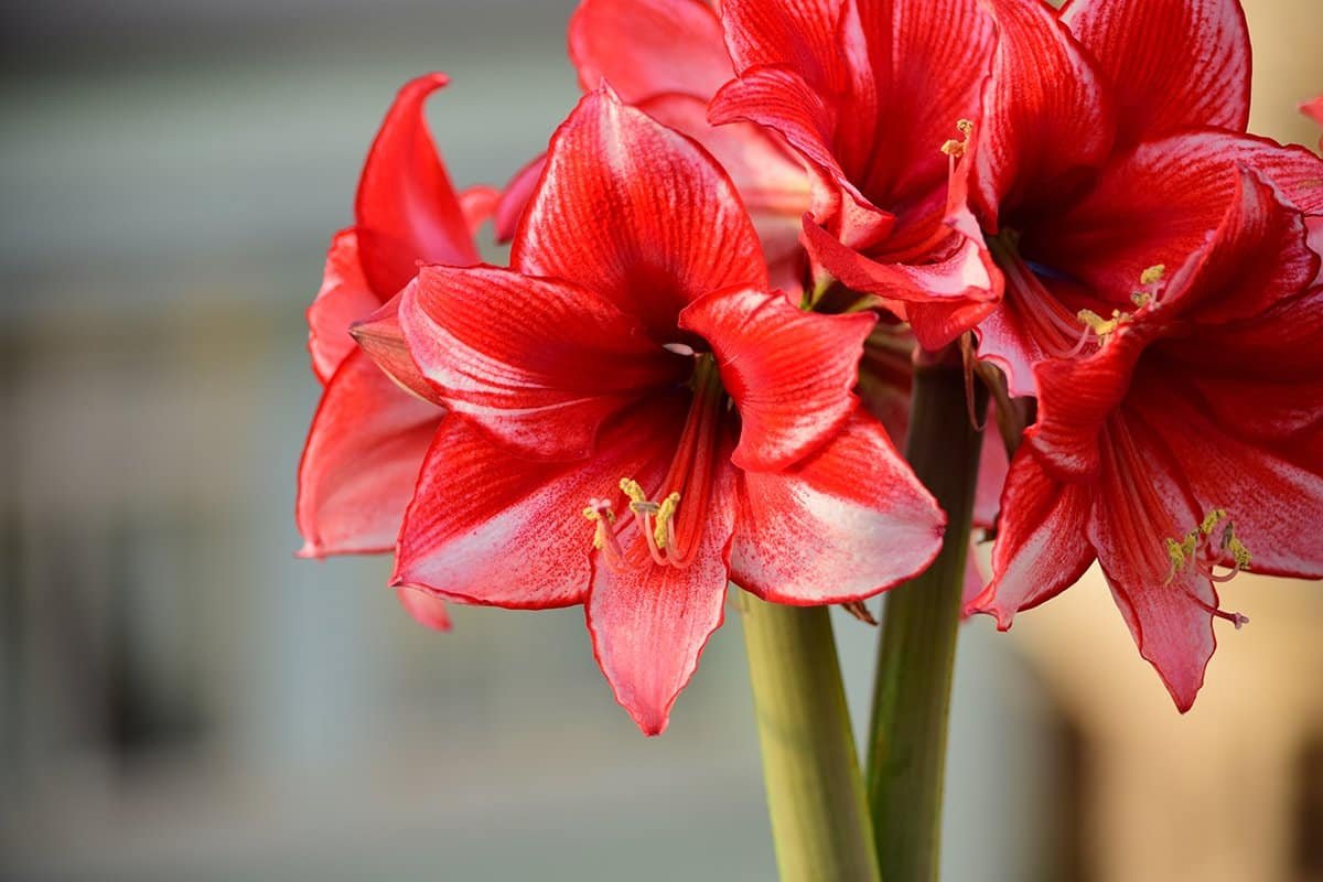 amaryllis bulbs blooming