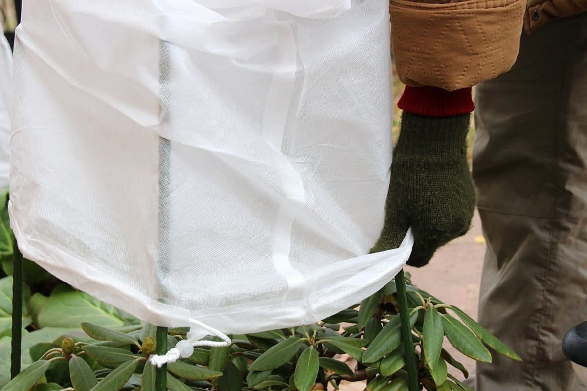 frost cloth over rhododendron in the garden for winter weather protection