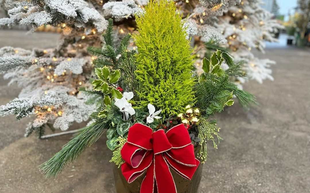 complete winter porch pot with lemon cypress, seasonal plants, cut winter greens, and Christmas bow