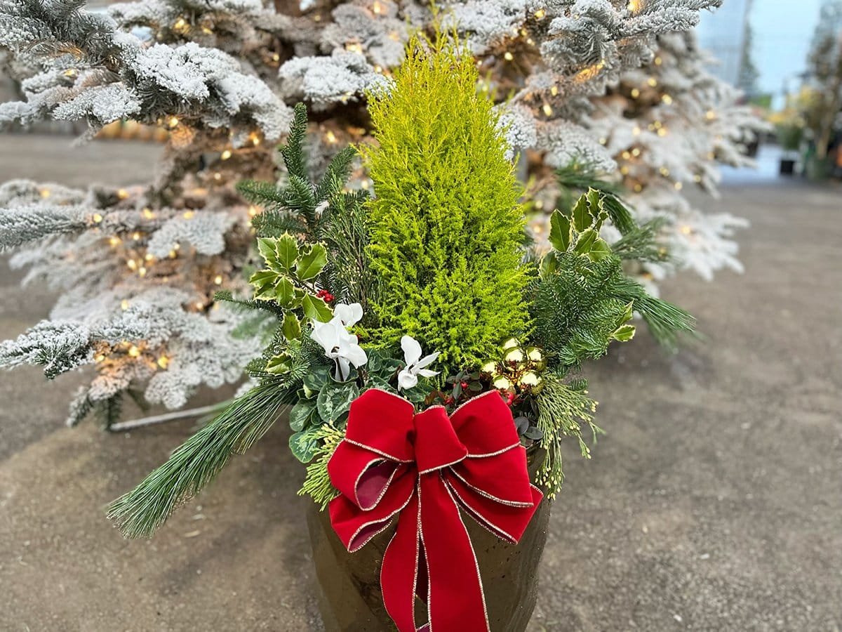 complete winter porch pot with lemon cypress, seasonal plants, cut winter greens, and Christmas bow