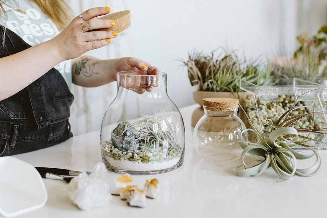 Creating a DIY aerium to display tillandias or air plants