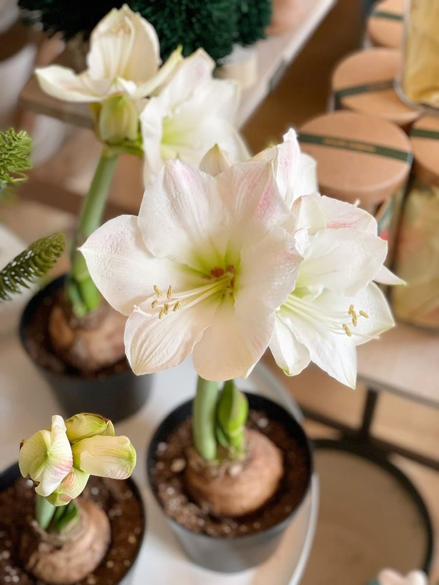 blooming amaryllis bulb variety 'Red Pearl'