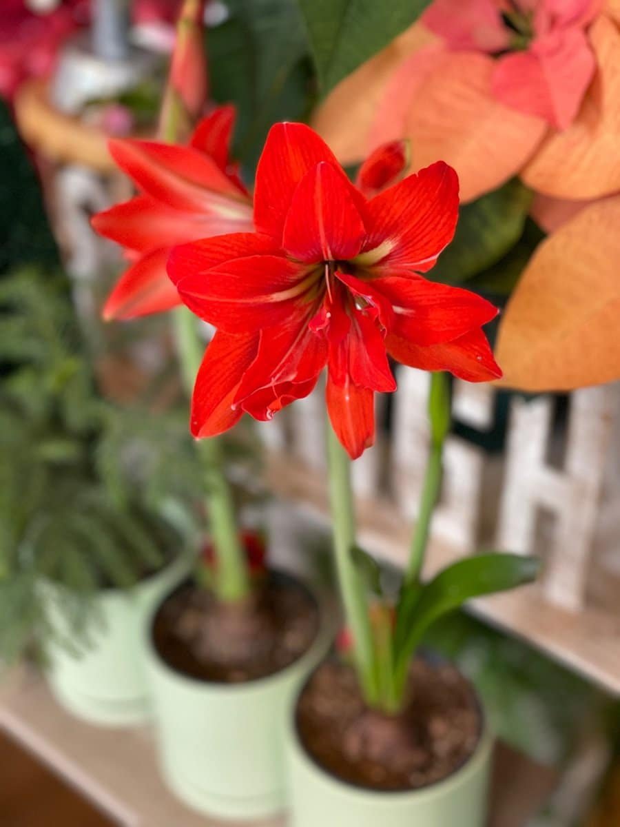 amaryllis bulbs