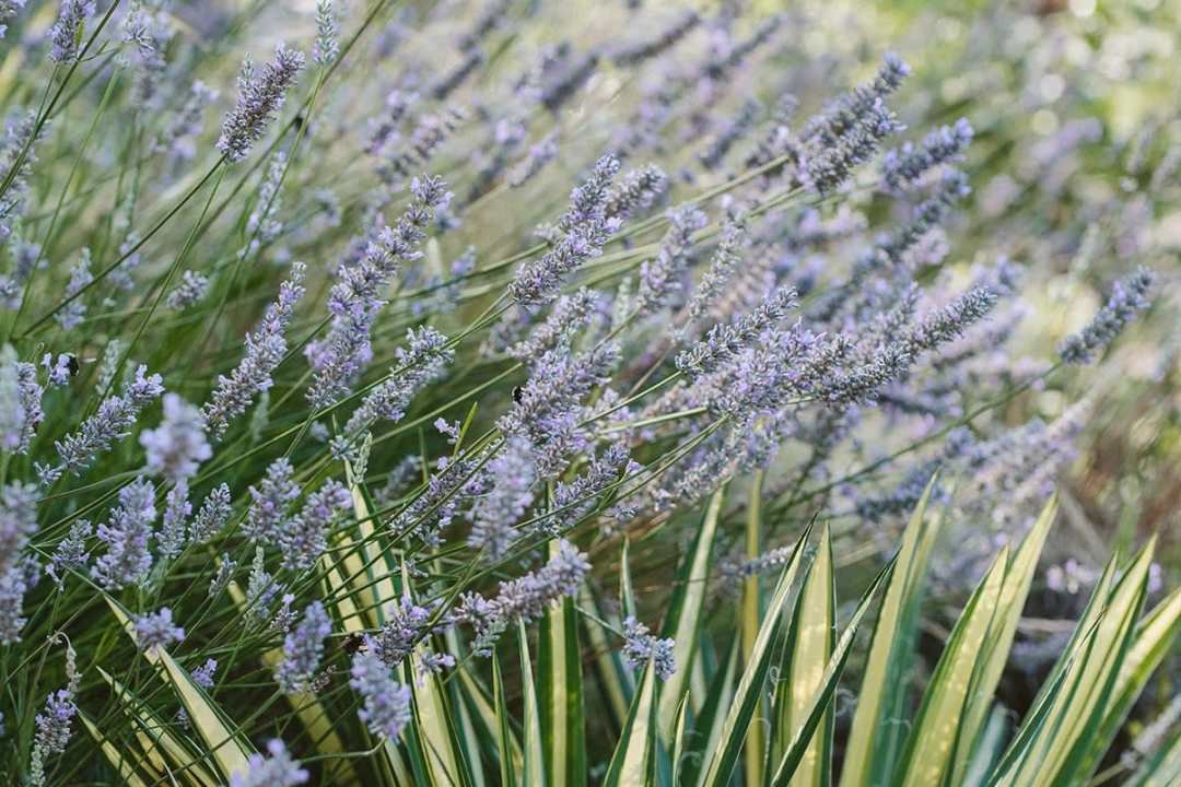 lavender and yucca in the landscape
