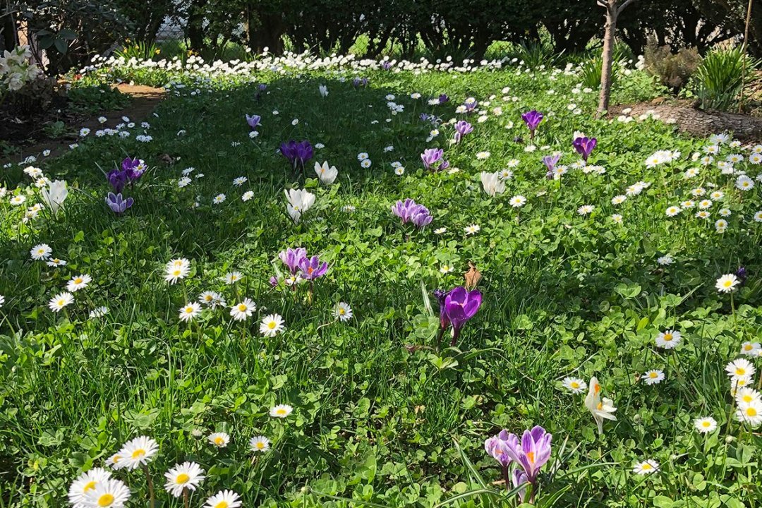 ecolawn with clover and flowers