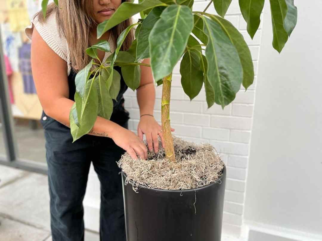 topdressing houseplant