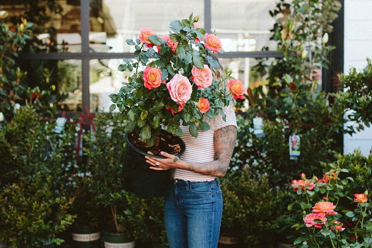 woman holding large, peachy-pink potted rose plant at 7 Dees Garden Center in Lake Oswego