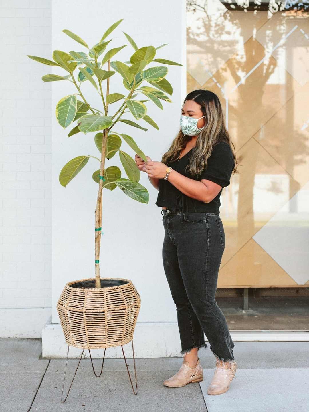 statement houseplant Ficus Audrey