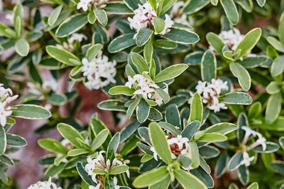 Summer Daphne plants at Dennis' 7 Dees Vancouver Garden Center