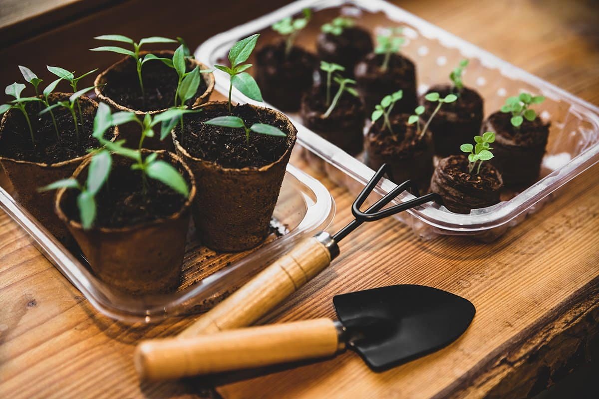 sprouts growing from seeds started indoors