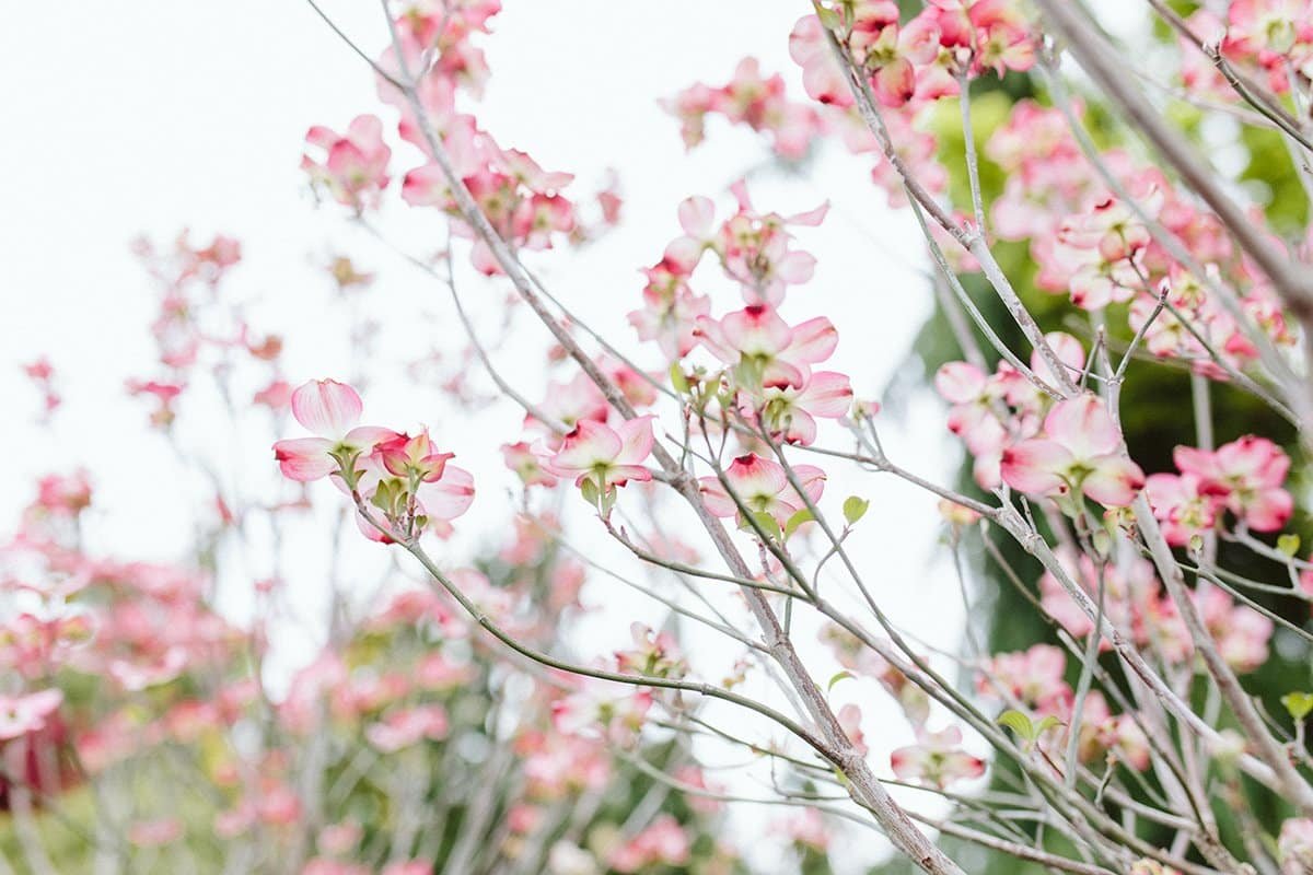 spring flowering dogwood tree in bloom