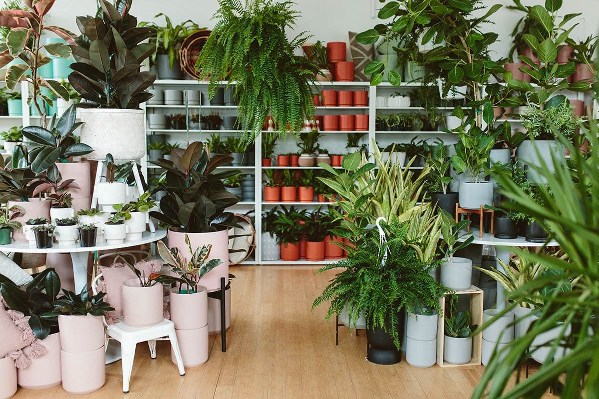 Houseplant Trends of 2024