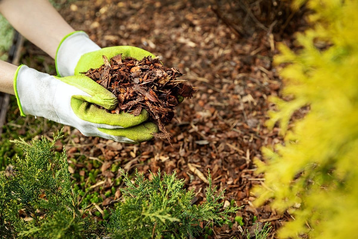 mulching garden beds