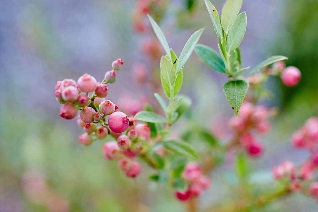 pink lemonade blueberries growing on plant