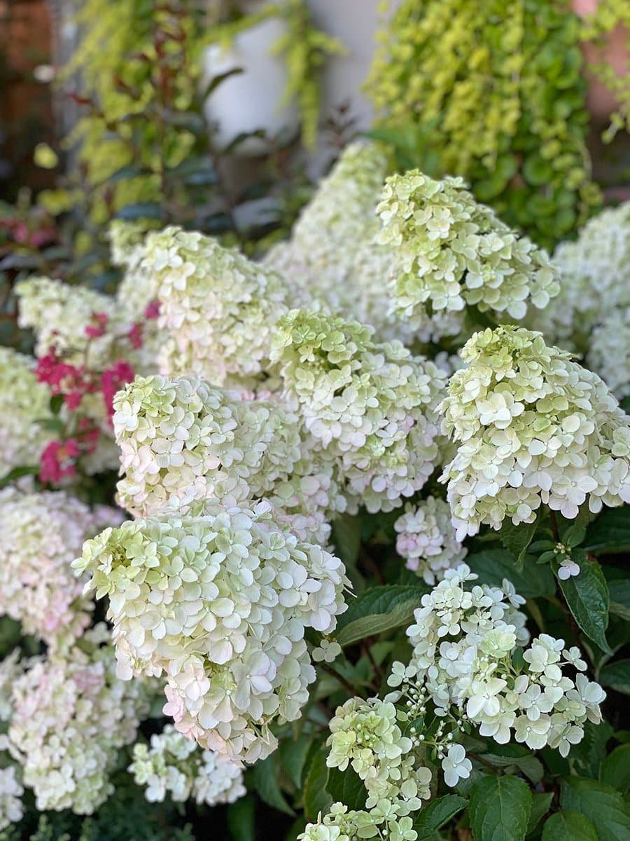 Pink White Panicle Hydrangea