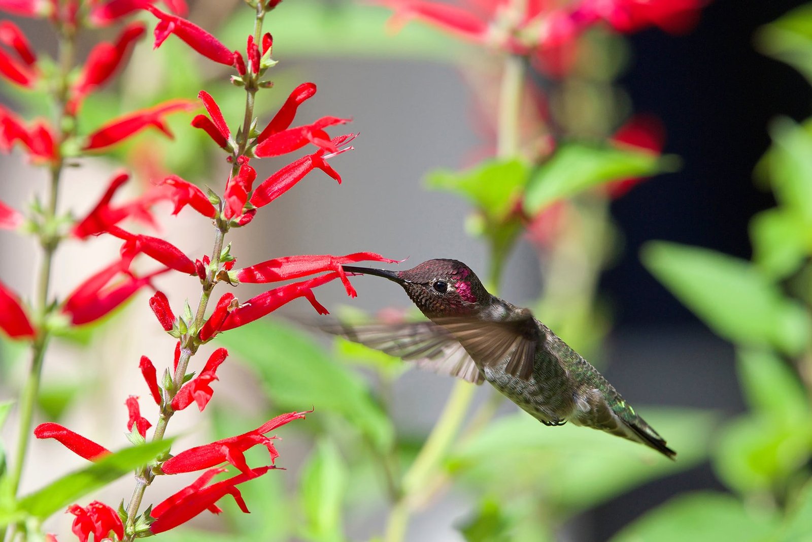 Gardening to Attract Hummingbirds