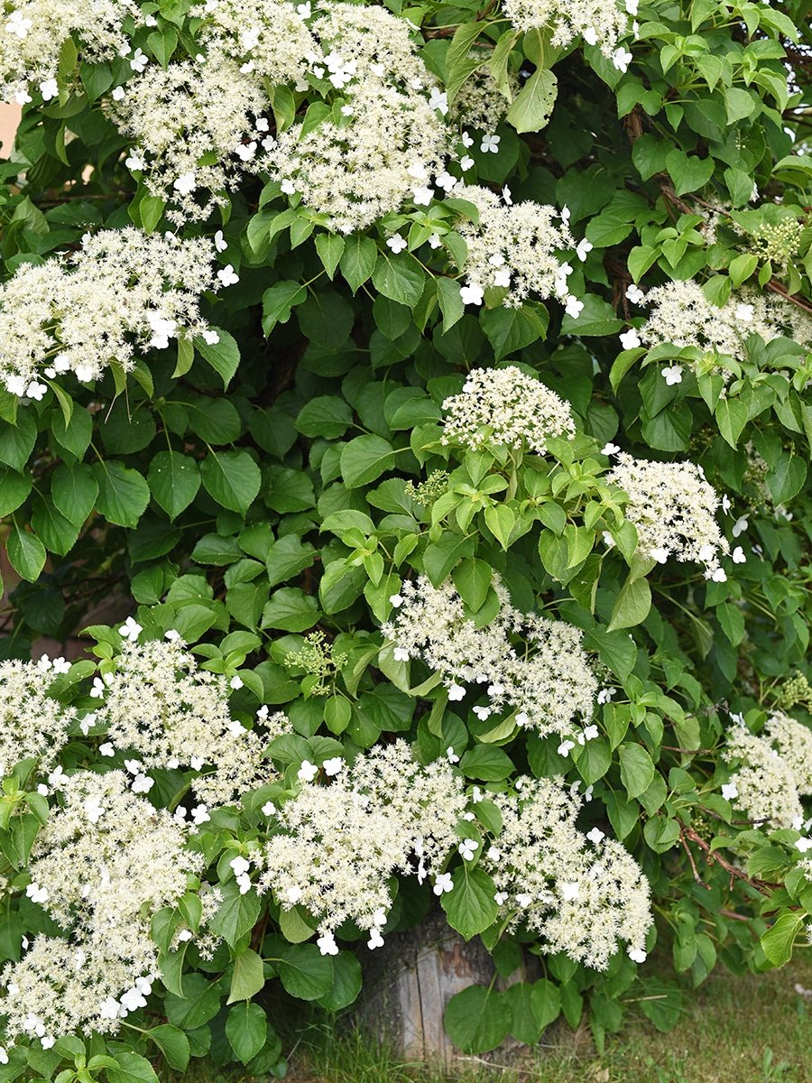 Endless Summer 'Summer Crush' Bigleaf Hydrangea
