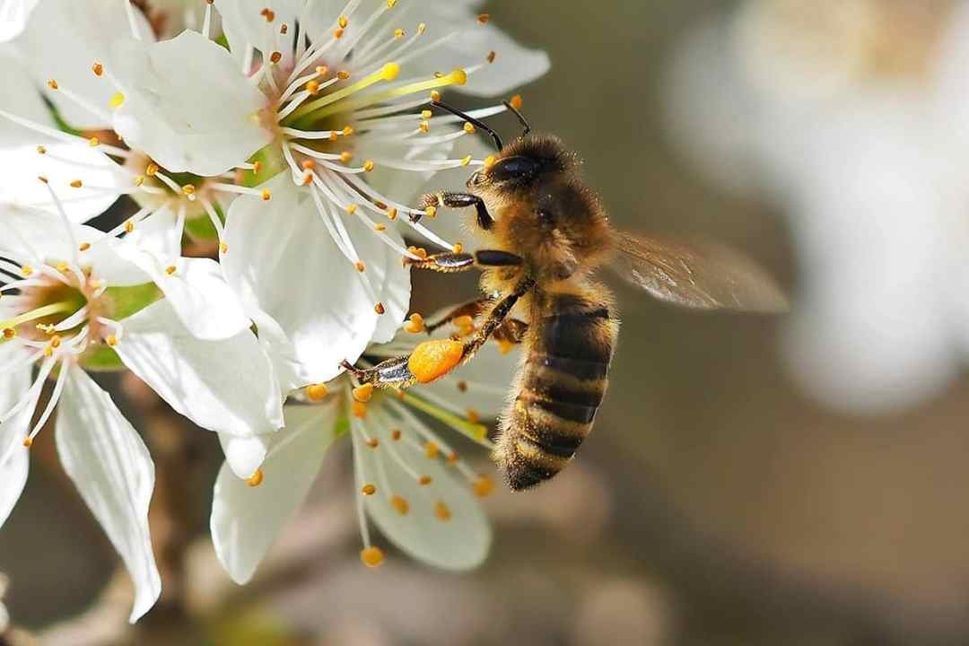 bumblebee pollinating Oregon Grape flowers