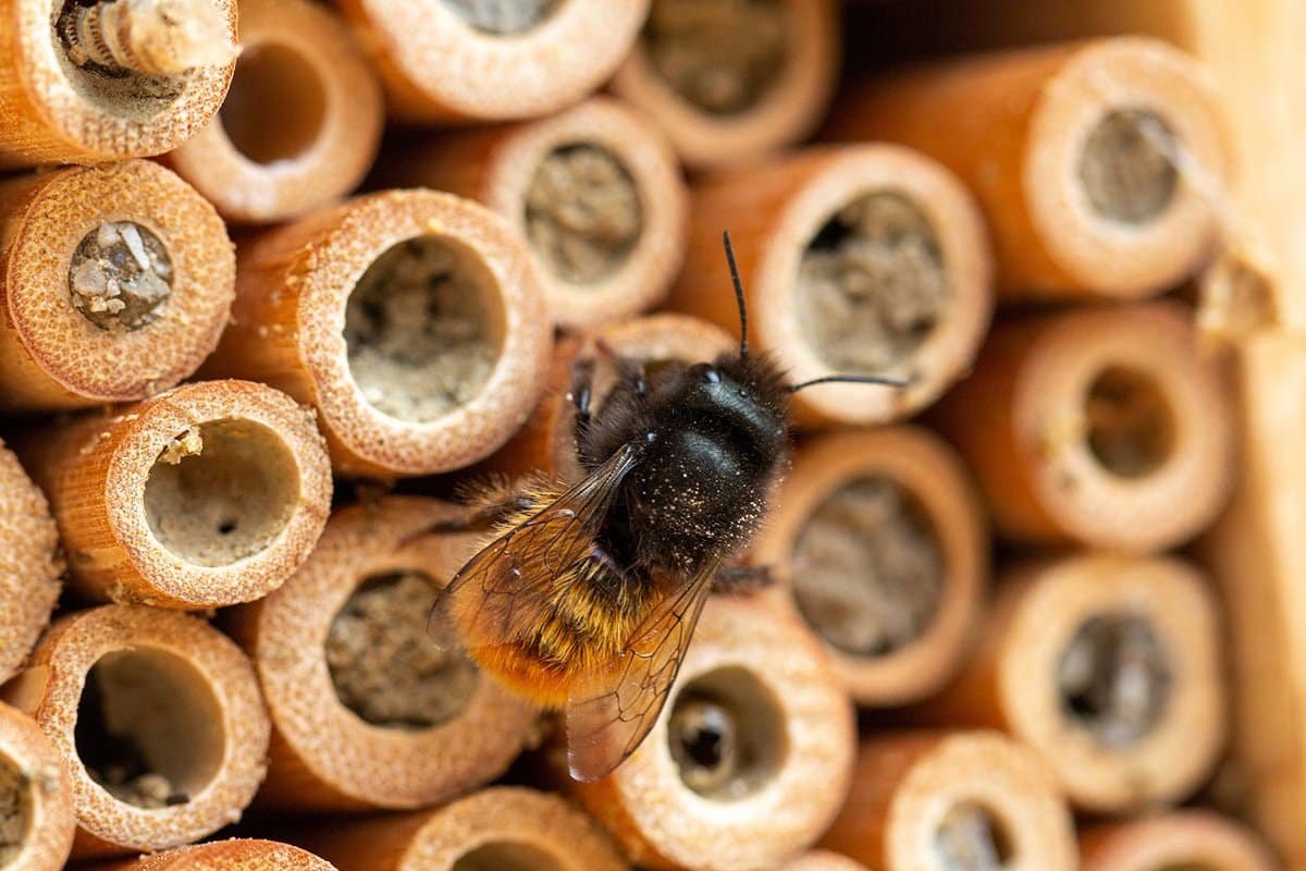 Mason Bees 101: How to Build a Backyard Habitat & Boost Pollination