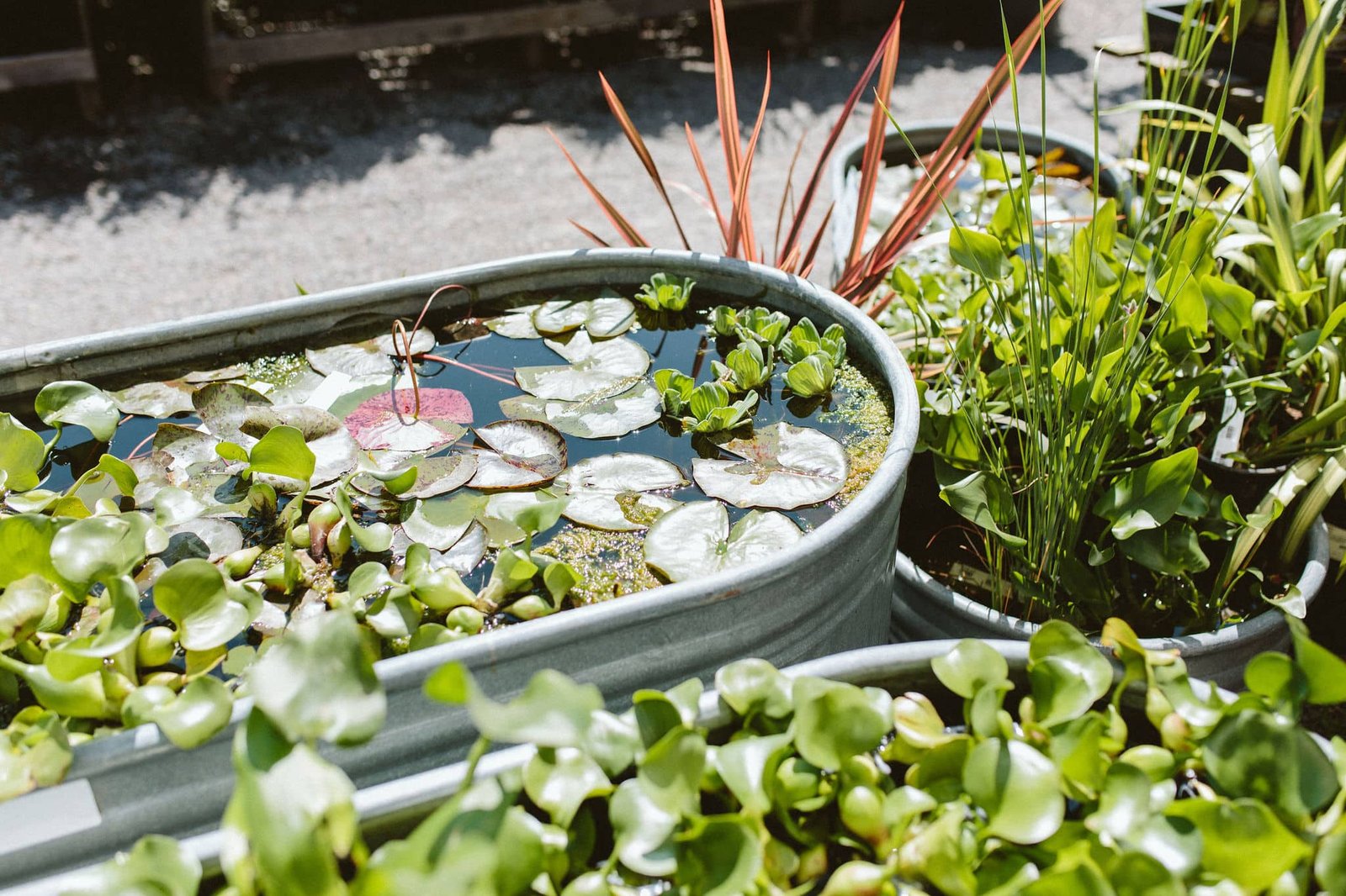 How to Create a Water Garden