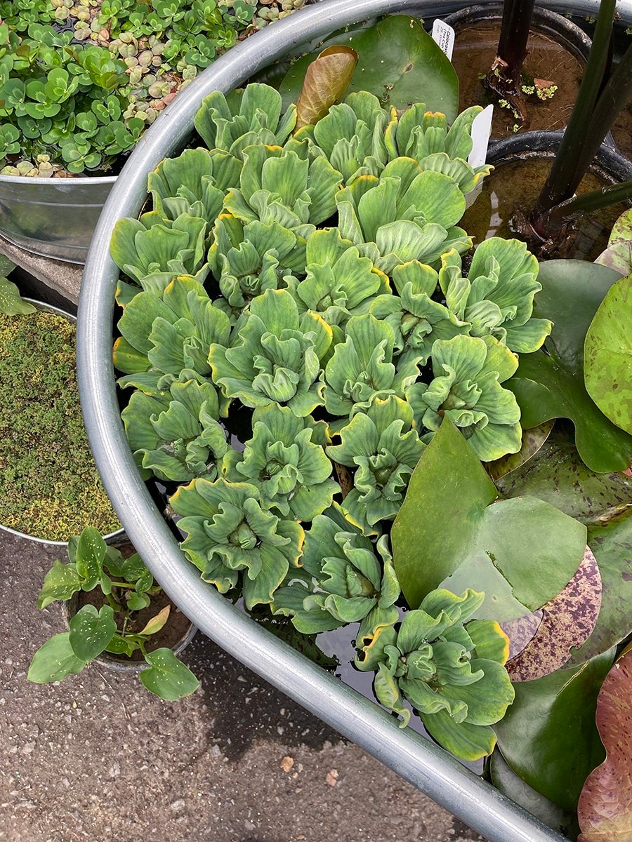 closeup of water lettuce