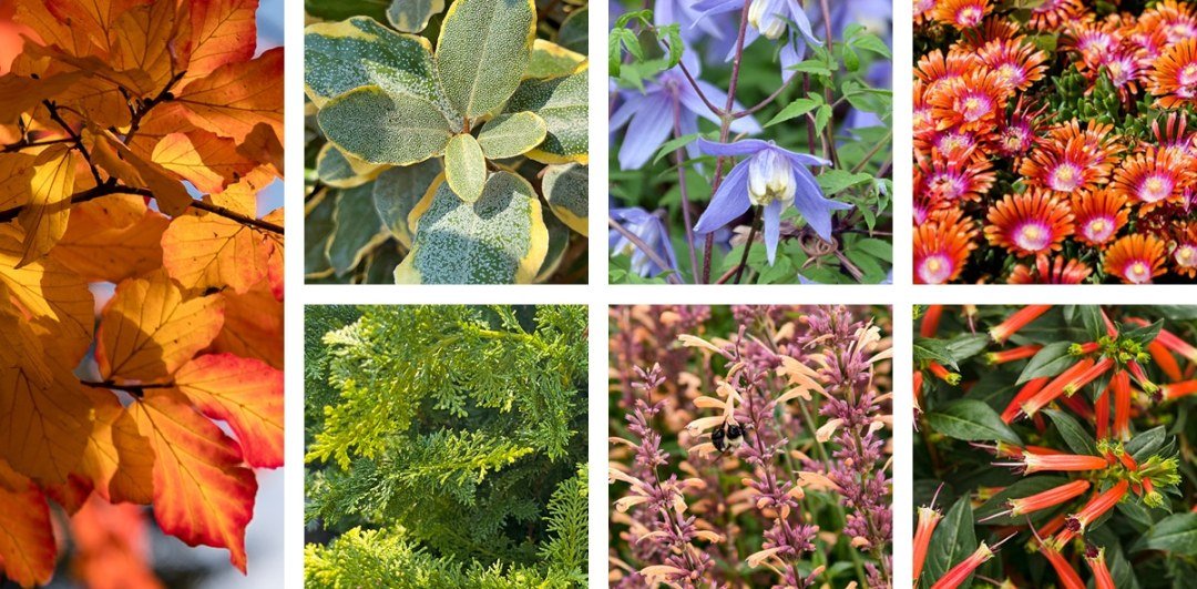 7 underappreciated sun plants for the garden