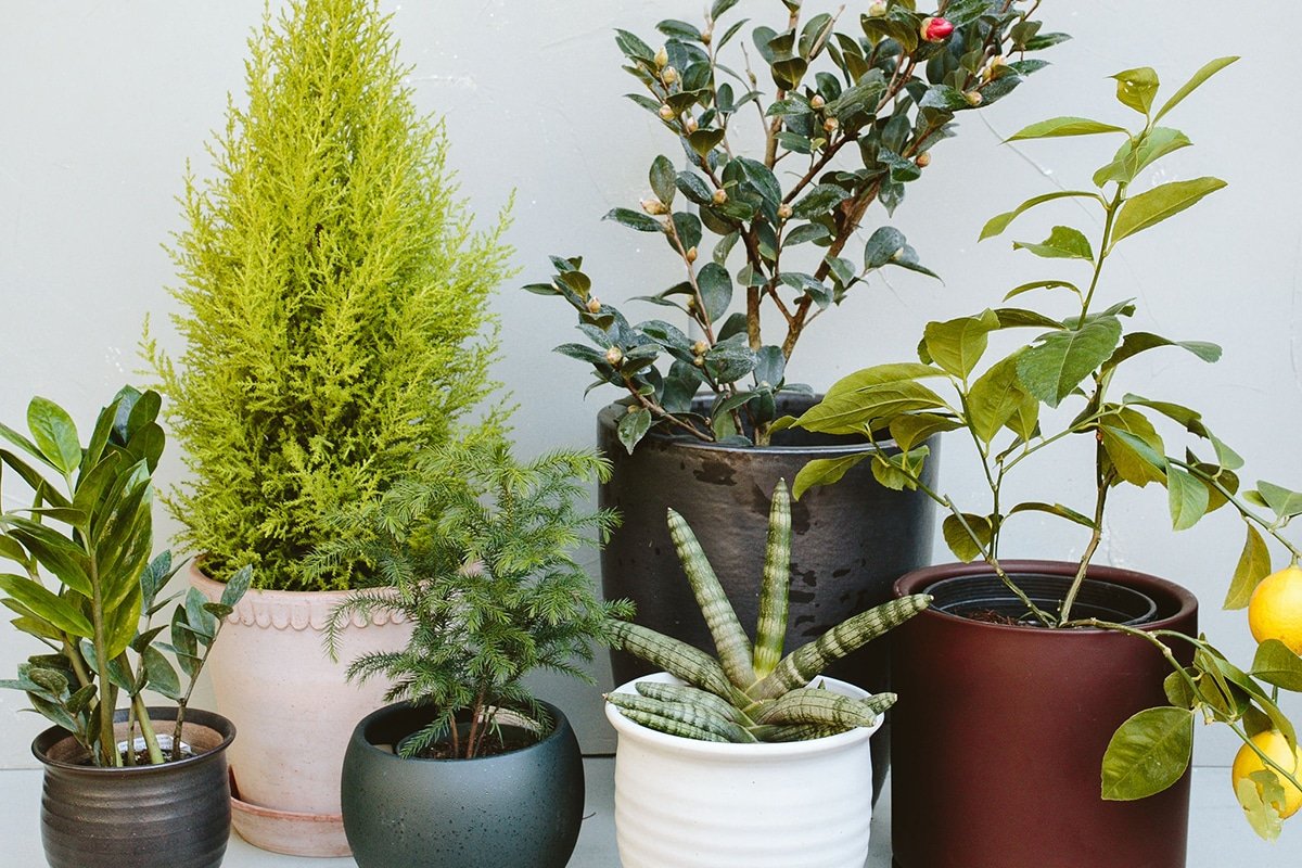 Dennis' 7 Dees holiday plant and pot pairings