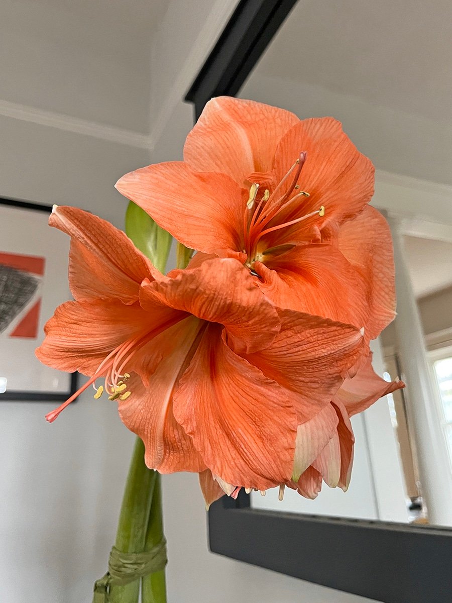blooming white amaryllis bulb variety