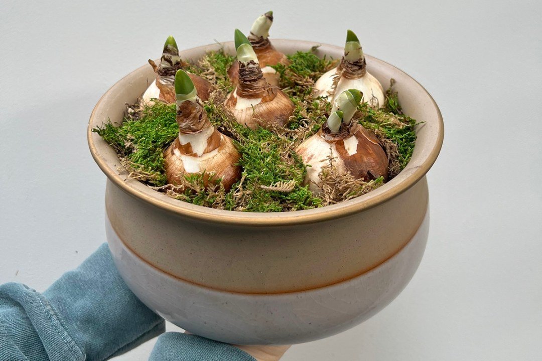 potted paperwhite bulbs for holiday flowers at Dennis' 7 Dees