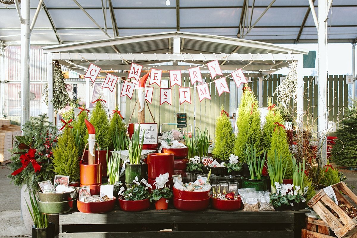 3 Creative Ways to Gift a Plant