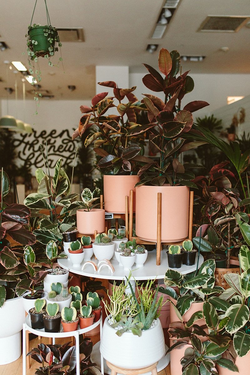Photo of employee holding a rubber tree in our brideport location